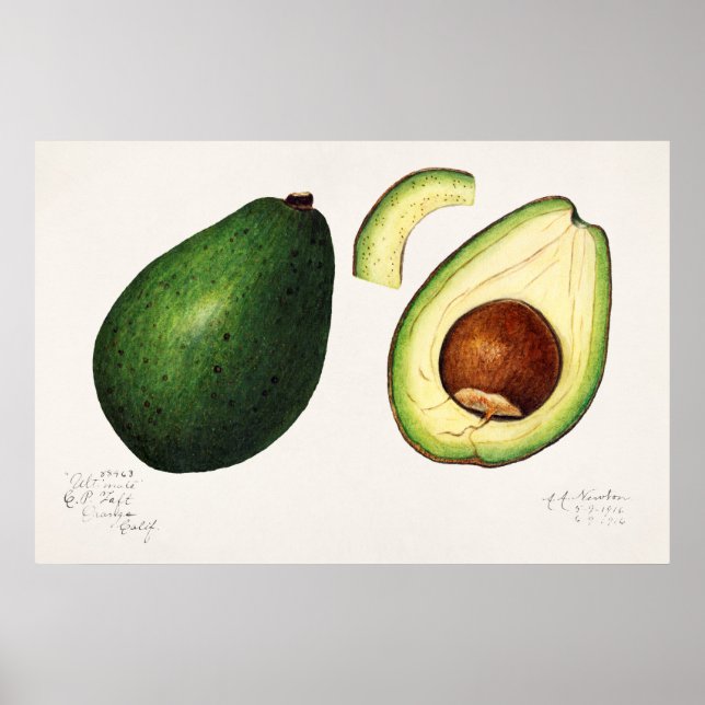 Affiche Illustration botanique vintage (Devant)