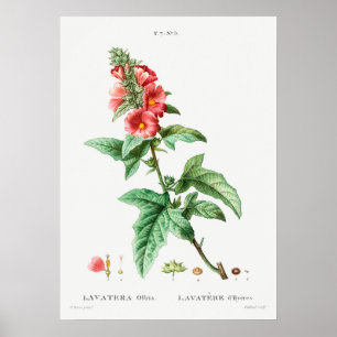 Affiche Illustration botanique vintage