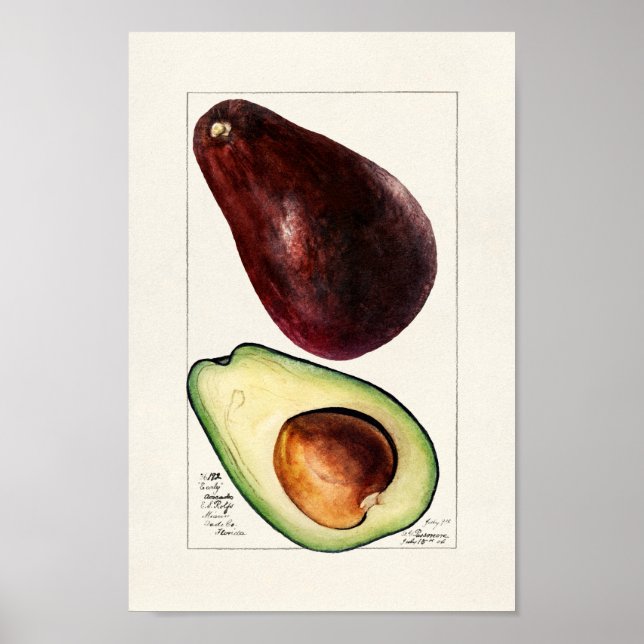 Affiche Illustration botanique vintage (Devant)