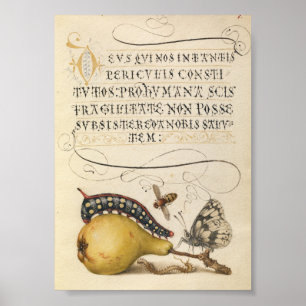 Affiche Illustration botanique vintage