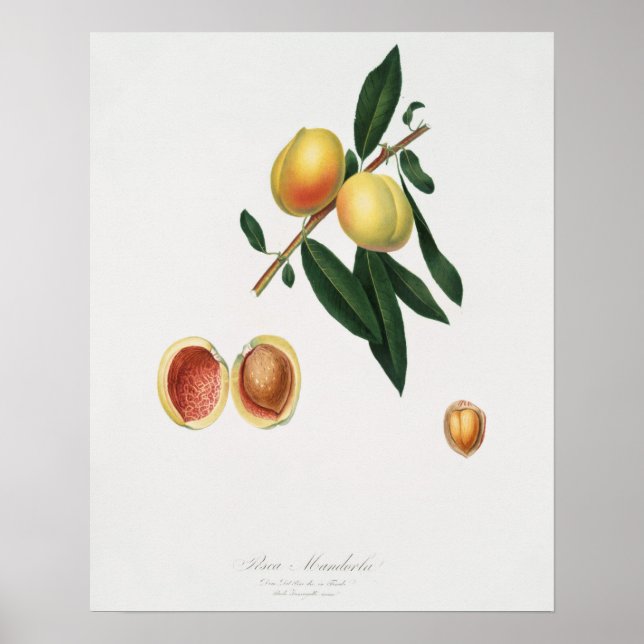 Affiche Illustration botanique vintage (Devant)