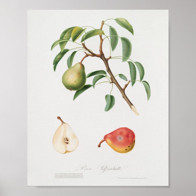 Affiche Illustration botanique vintage (Devant)