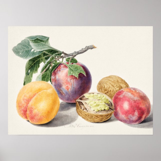 Affiche Illustration botanique vintage (Devant)