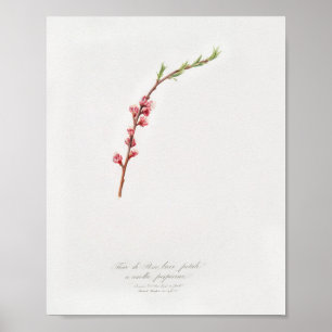 Affiche Illustration botanique vintage