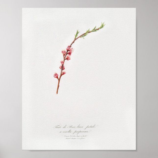 Affiche Illustration botanique vintage (Devant)