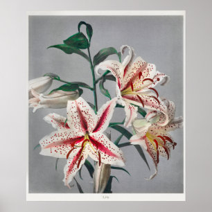 Affiche Illustration botanique vintage