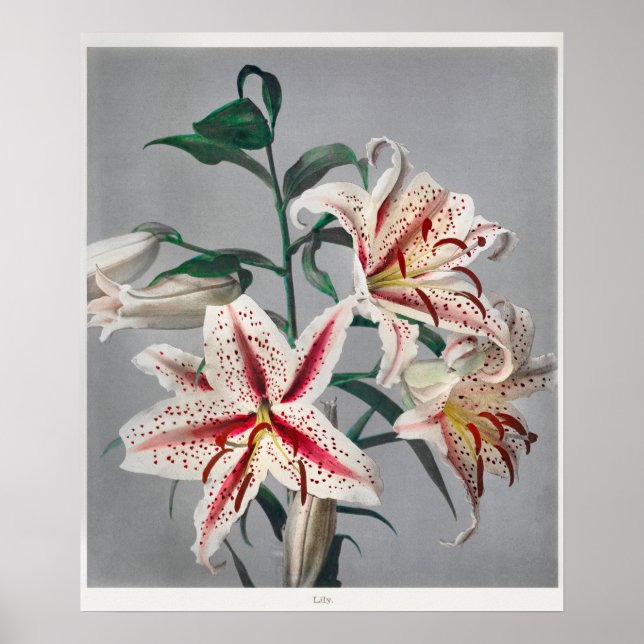 Affiche Illustration botanique vintage (Devant)