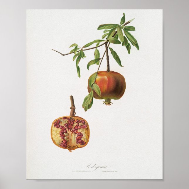 Affiche Illustration botanique vintage (Devant)