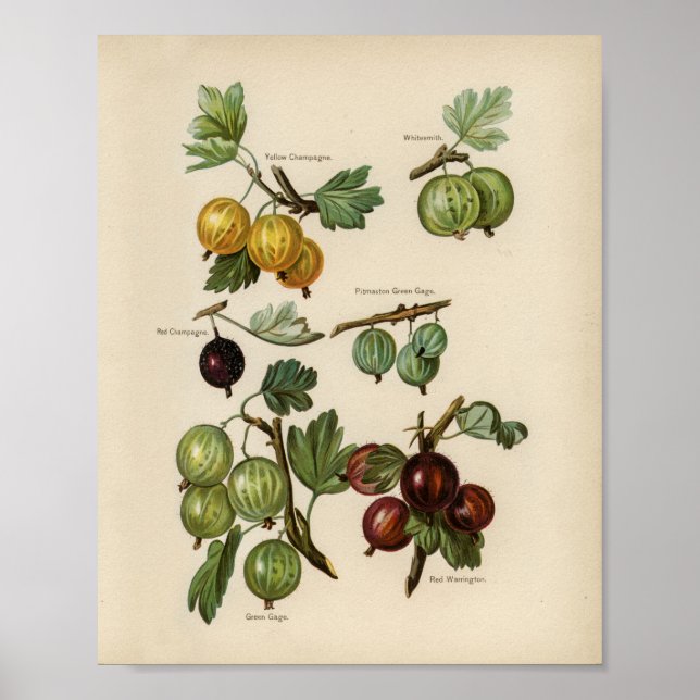 Affiche Illustration botanique vintage (Devant)