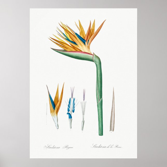 Affiche Illustration botanique vintage (Devant)