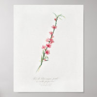 Illustration botanique vintage