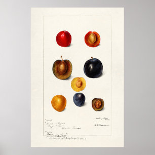 Affiche Illustration botanique vintage