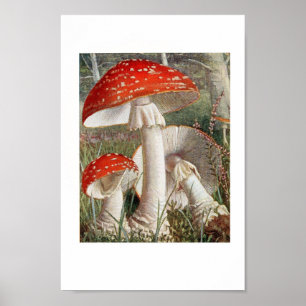 Affiche Illustration botanique vintage