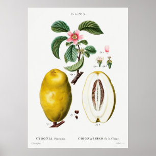 Affiche Illustration botanique vintage