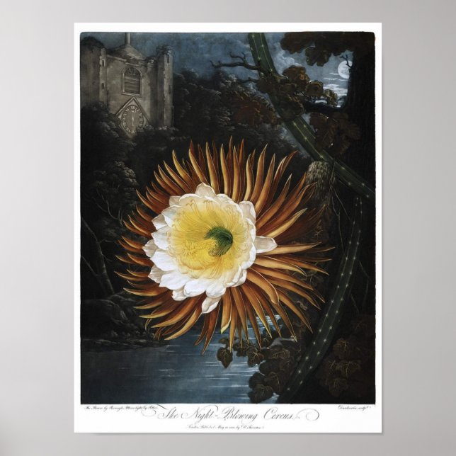 Affiche Illustration botanique vintage (Devant)