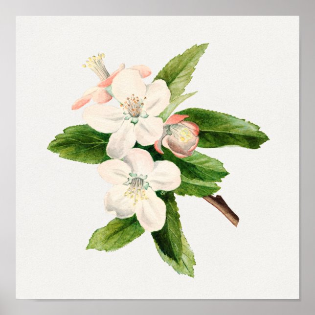 Affiche Illustration botanique vintage (Devant)