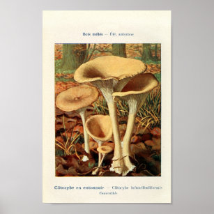 Affiche Illustration botanique vintage