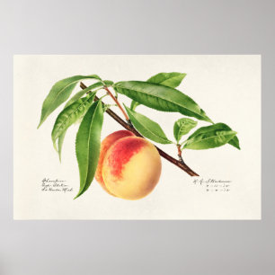 Affiche Illustration botanique vintage