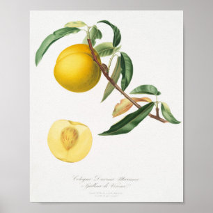 Affiche Illustration botanique vintage