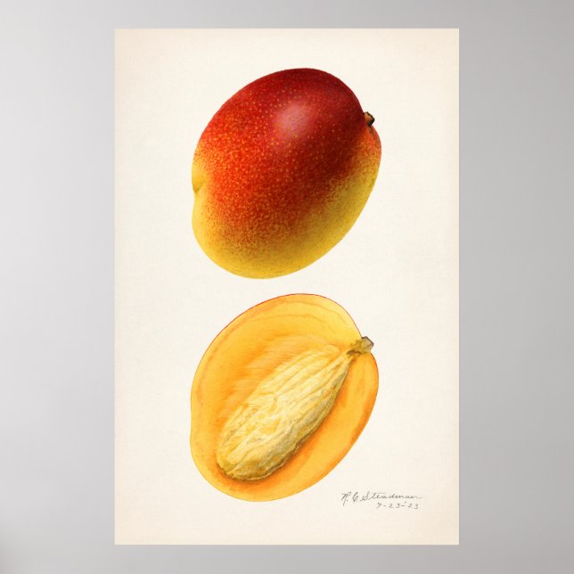 Affiche Illustration botanique vintage (Devant)