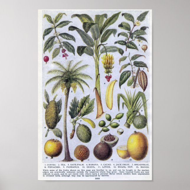 Affiche Illustration botanique vintage (Devant)