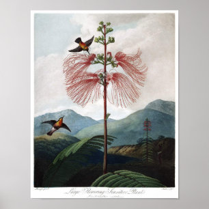 Affiche Illustration botanique vintage