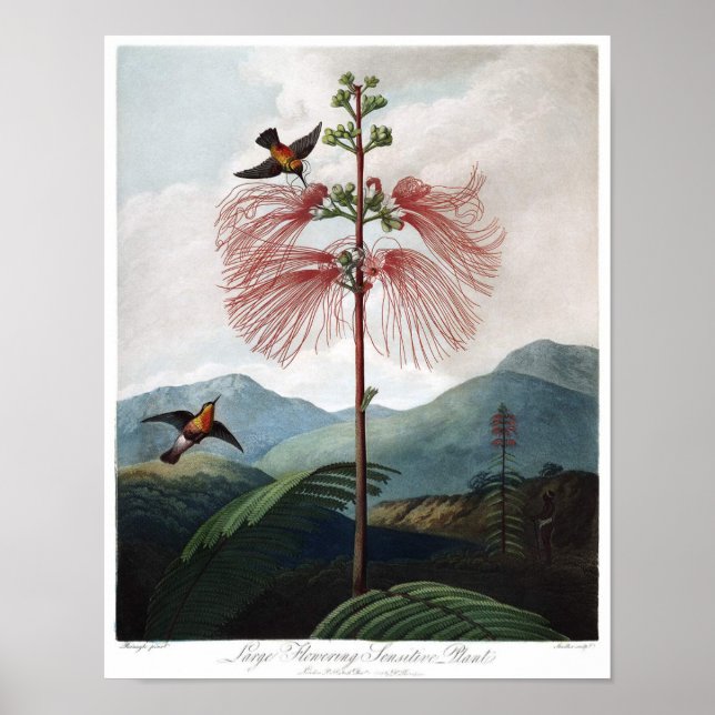 Affiche Illustration botanique vintage (Devant)