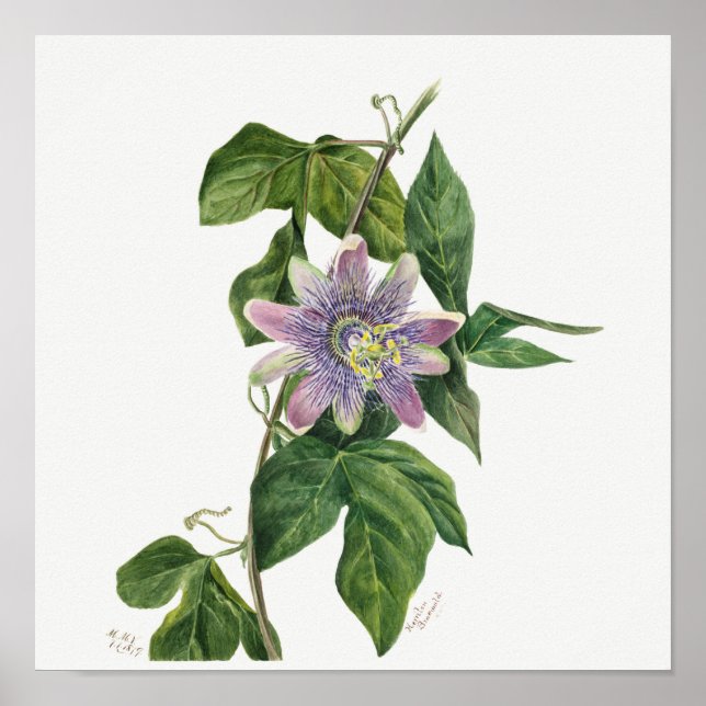 Affiche Illustration botanique vintage (Devant)