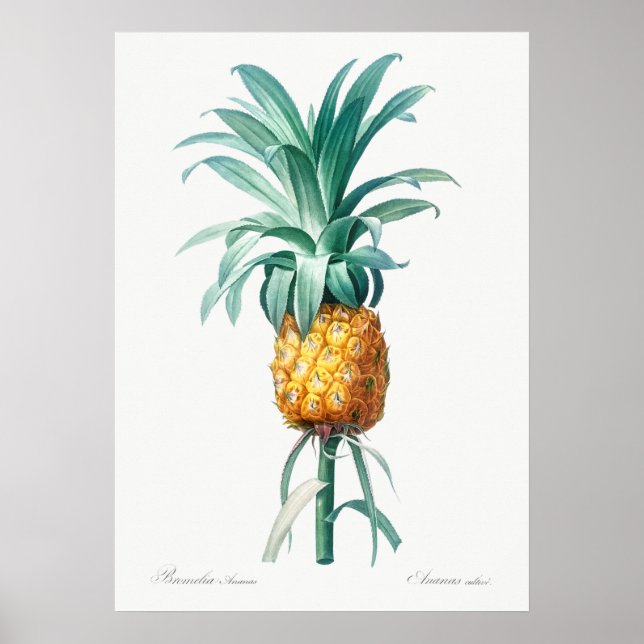Affiche Illustration botanique vintage (Devant)