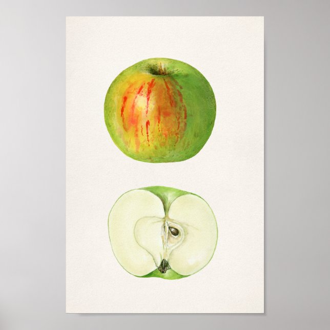 Affiche Illustration botanique vintage (Devant)