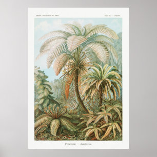 Affiche Illustration botanique vintage