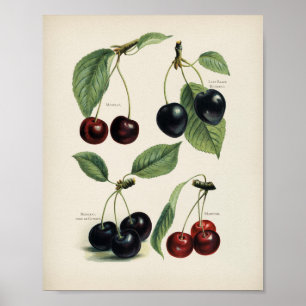 Affiche Illustration botanique vintage