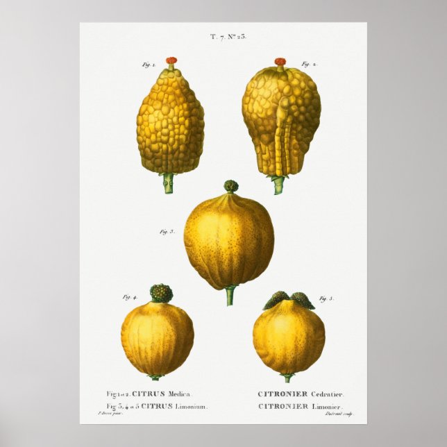 Affiche Illustration botanique vintage (Devant)