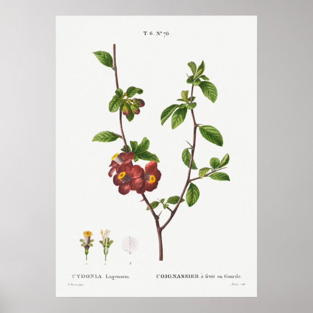 Affiche Illustration botanique vintage (Devant)