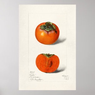 Affiche Illustration botanique vintage