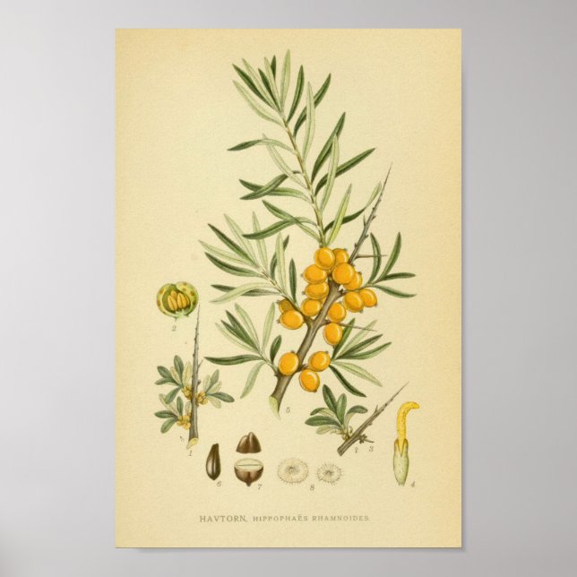 Affiche Illustration botanique vintage (Devant)
