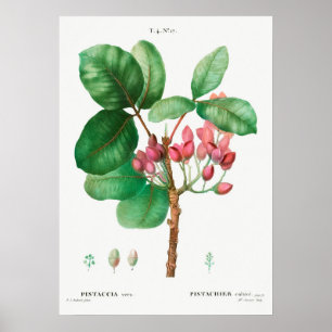Affiche Illustration botanique vintage