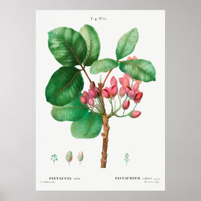 Affiche Illustration botanique vintage (Devant)