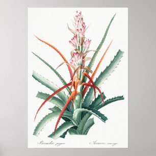 Affiche Illustration botanique vintage