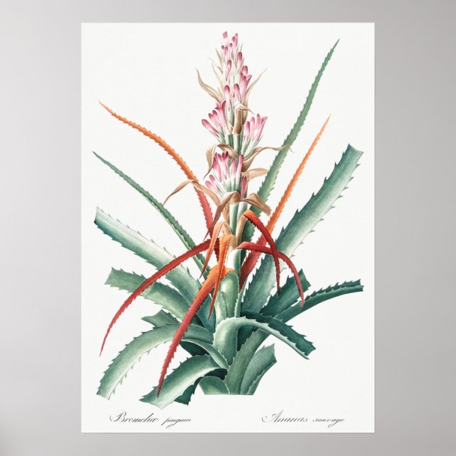 Affiche Illustration botanique vintage (Devant)