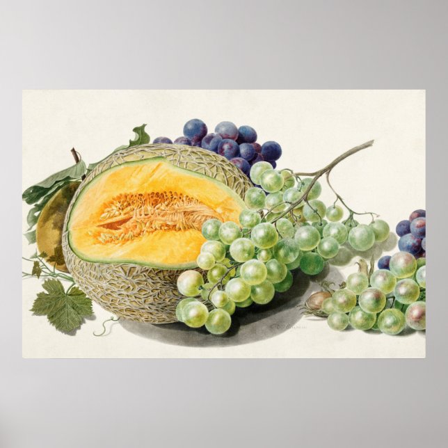 Affiche Illustration botanique vintage (Devant)