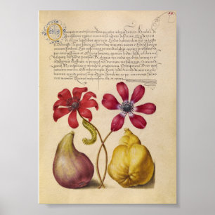 Affiche Illustration botanique vintage