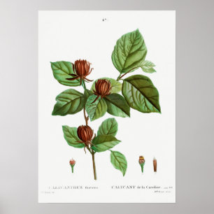 Affiche Illustration botanique vintage