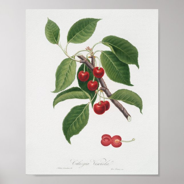 Affiche Illustration botanique vintage (Devant)