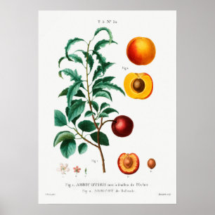 Affiche Illustration botanique Vintage