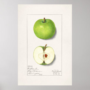 Affiche Illustration botanique vintage