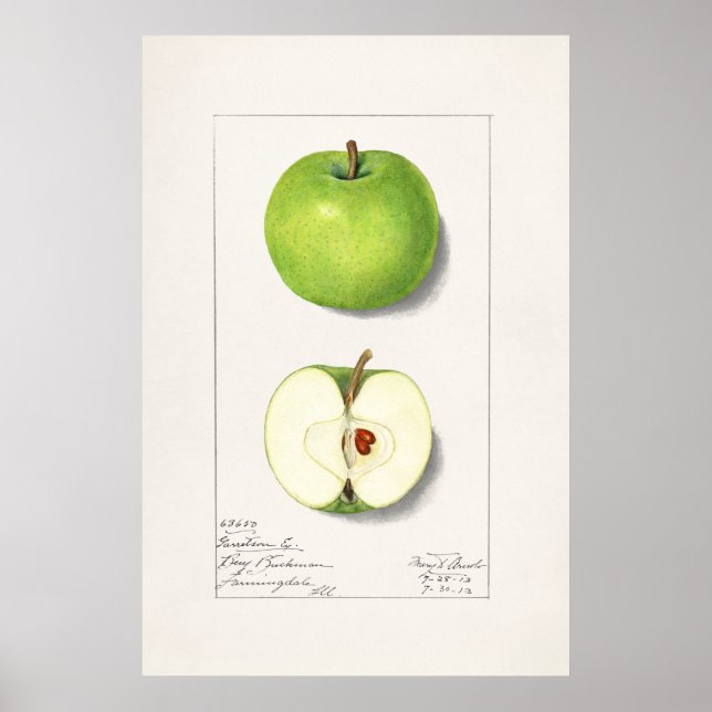 Affiche Illustration botanique vintage (Devant)