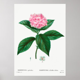 Affiche Illustration botanique vintage