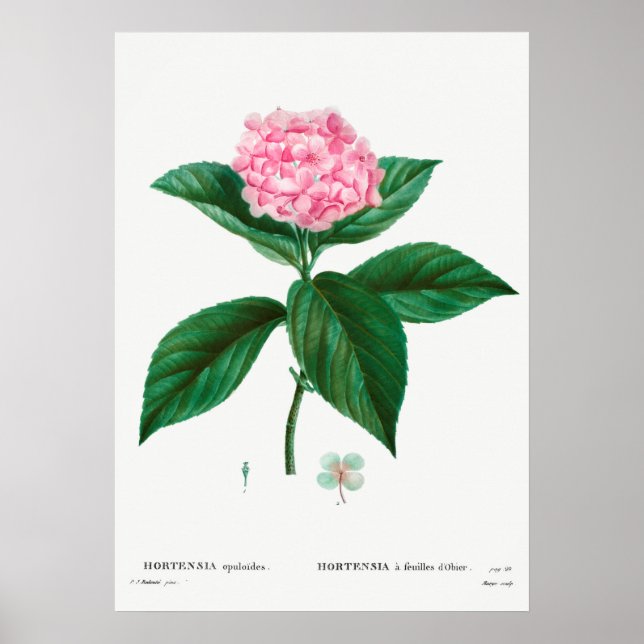 Affiche Illustration botanique vintage (Devant)