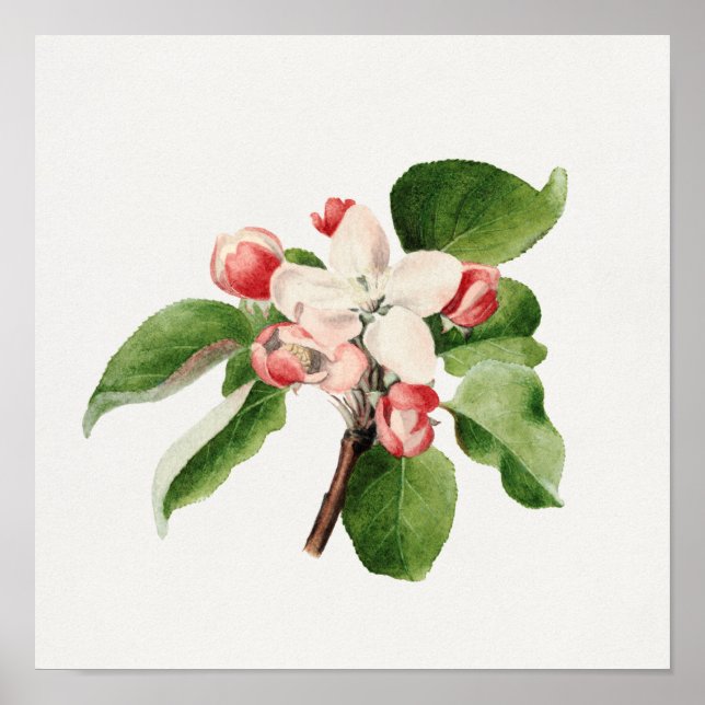 Affiche Illustration botanique vintage (Devant)